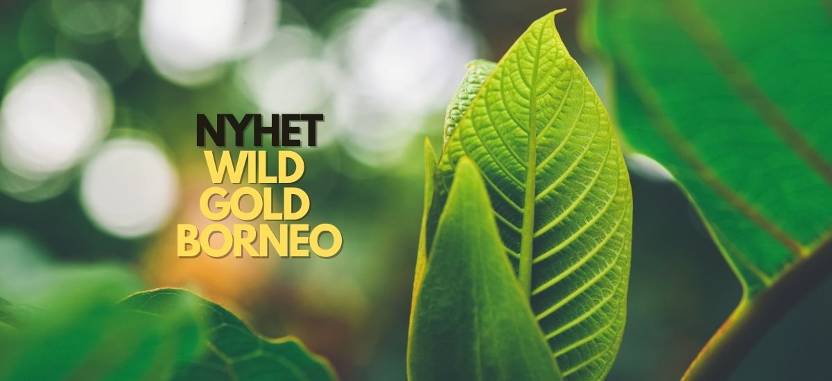 Wild Gold Borneo